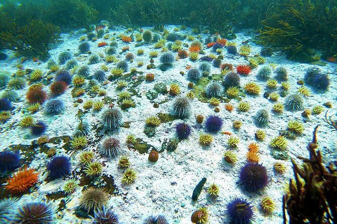 Kelp Forest Snorkeling in Cape Town - Who Will Enjoy This Most