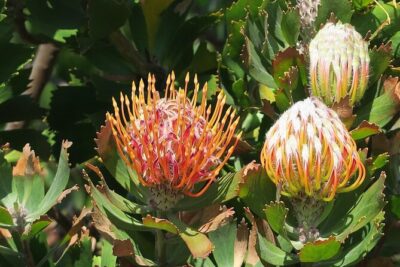Kirstenbosch Botanical Gardens and Constantia Wine Tasting Tour.