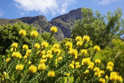 Kirstenbosch Garden, Bo-Kaap-Penguins & Cape of Good Hope Tour