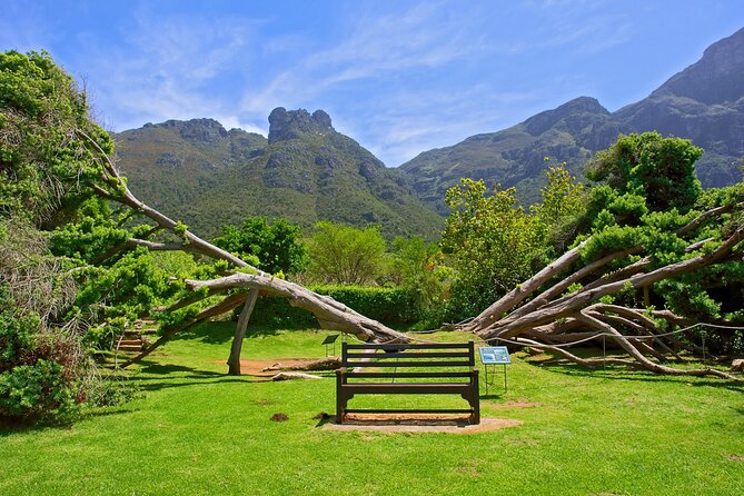 Kirstenbosch Garden, Bo-Kaap-Penguins & Cape of Good Hope Tour - Fresh fish and seals at Kalk Bay Harbour