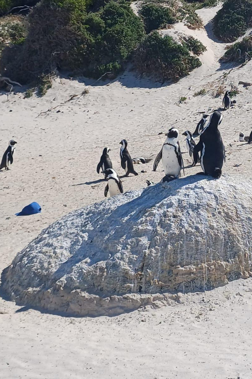 Kirstenbosch Garden, Bo-Kaap-Penguins & Cape Peninsula Tour - Boulders Beach is the wildlife highlight