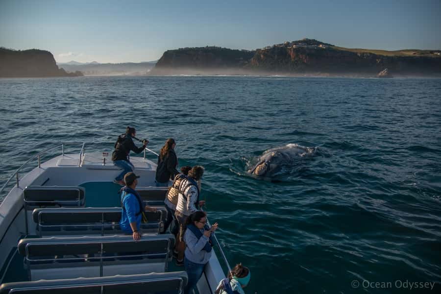 Knysna: Close Encounter Whale Watching Tour by Boat - Key points to know before booking