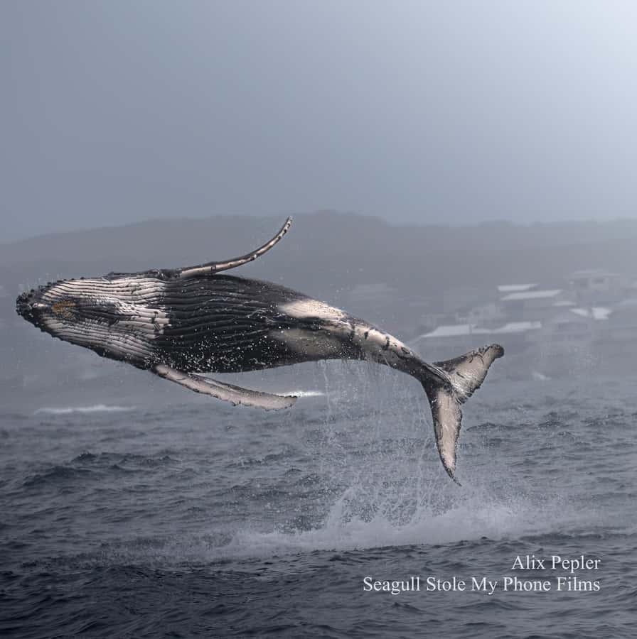 Knysna: Close Encounter Whale Watching Tour by Boat - Passing through the Knysna Heads