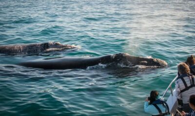 Close Encounter Whale Watching Tour by Boat