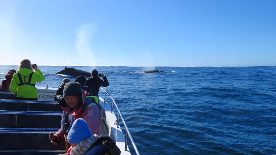 Knysna: Close Encounter Whale Watching Tour by Boat - What a strong sighting can look like