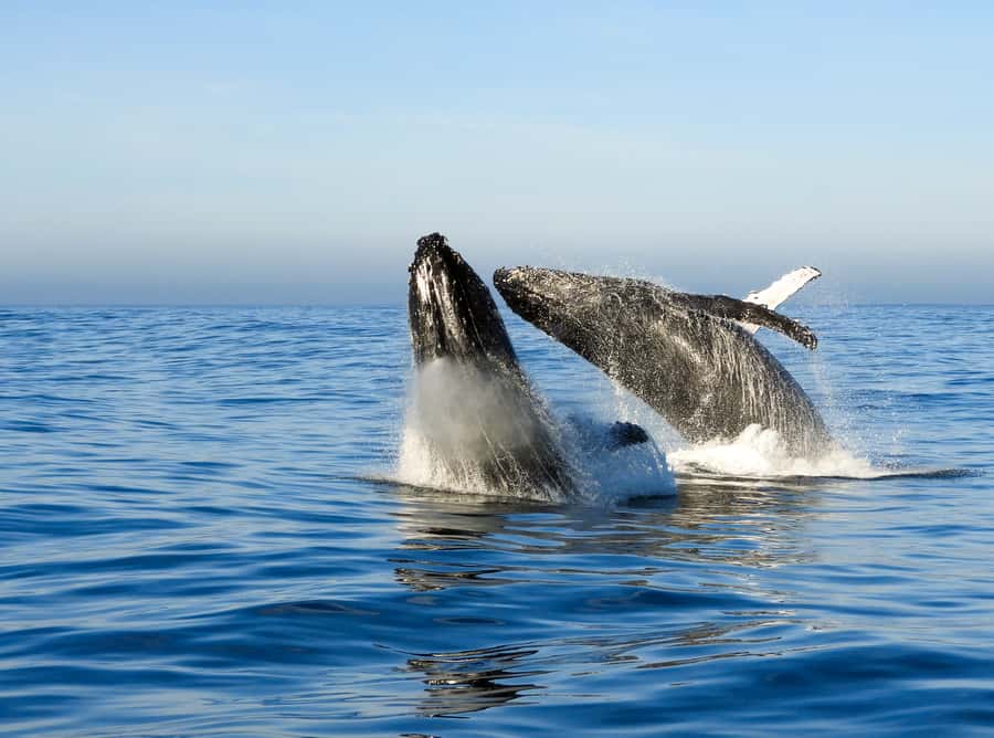 Knysna: Close Encounter Whale Watching Tour by Boat - Dolphins, seals, and other marine life