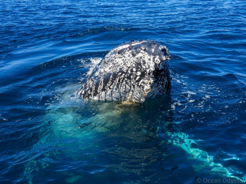 Knysna: Close Encounter Whale Watching Tour by Boat - The skipper and guide make a real difference