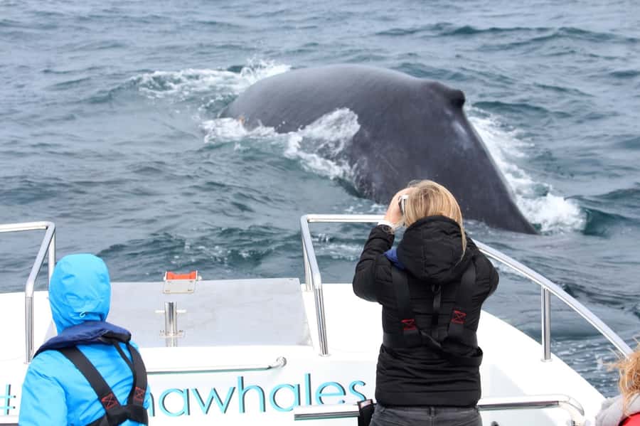 Knysna: Close Encounter Whale Watching Tour by Boat - How much value does the $113 price offer?