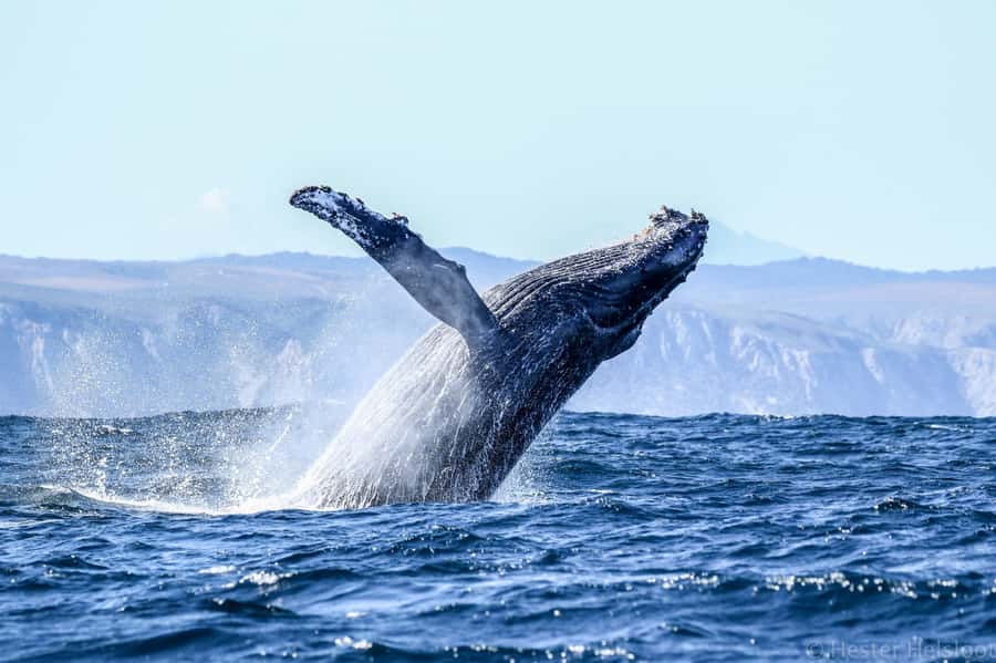 Knysna: Close Encounter Whale Watching Tour by Boat - Who should book this boat trip?