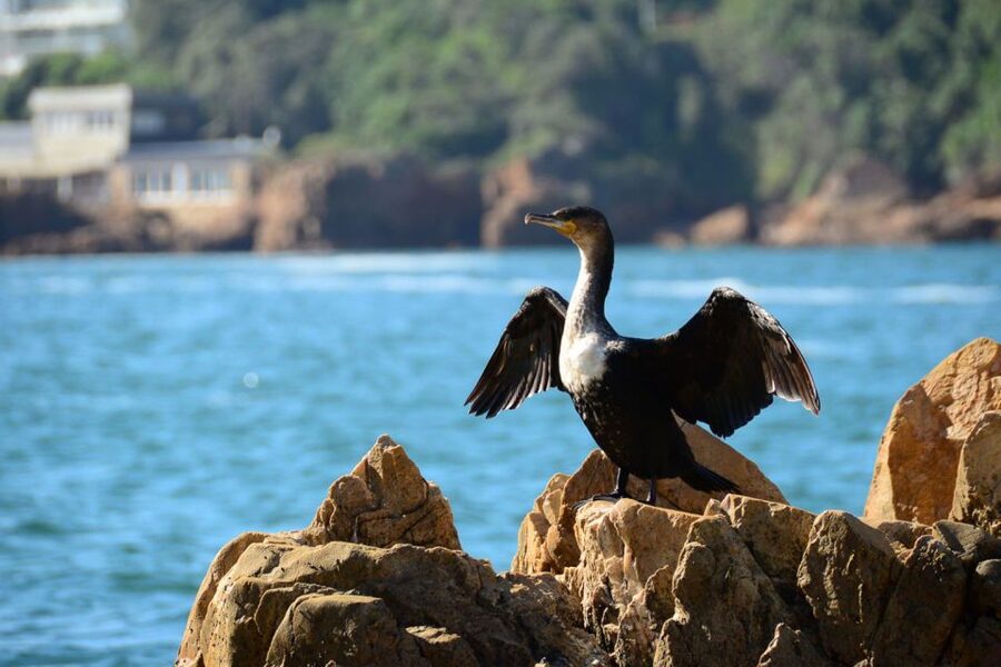 Knysna Heads and Estuary Adventure - Starting at Thesen Harbour Town