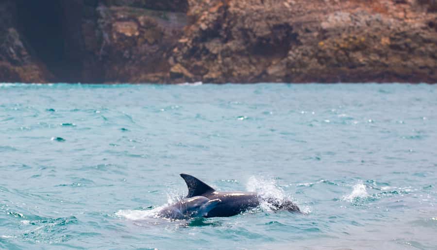 Knysna: Luxury Sunset Cruise with Captain's Barbeque - Simple ways to get more from the outing