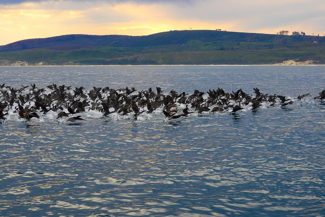 Knysna Marine Life & Garden Route Coastline Experience - From Thesen Island Marina to the Knysna Lagoon