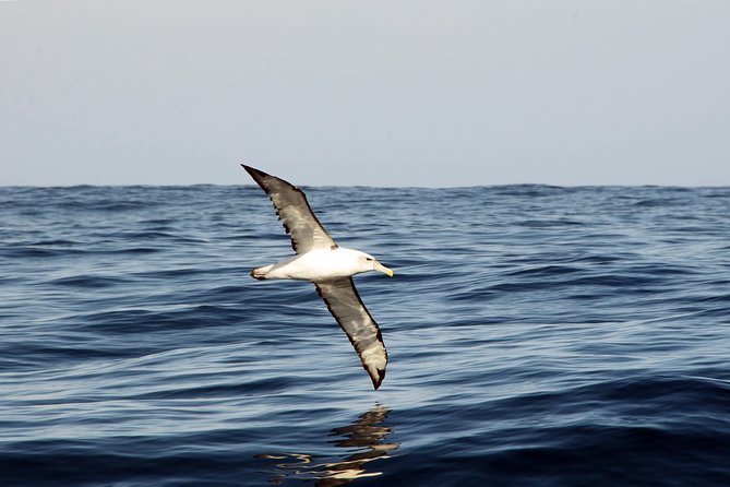 Knysna Marine Life & Garden Route Coastline Experience - Searching for dolphins, whales, seals, and seabirds