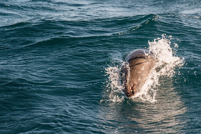 Knysna Marine Life & Garden Route Coastline Experience - Brenton-on-Sea, Buffalo Bay, and the outer coast