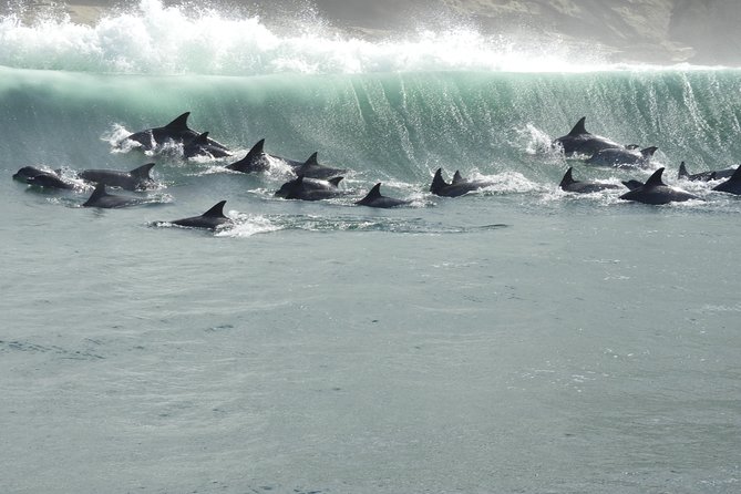 Knysna Marine Life & Garden Route Coastline Experience - What the $105 price really buys you