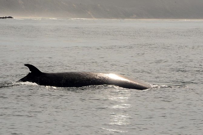 Knysna Marine Life & Garden Route Coastline Experience - Should you book the Ocean Odyssey experience?
