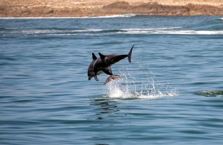 Knysna: Marine Life & Garden Route Coastline Tour - Passing through the Knysna Heads
