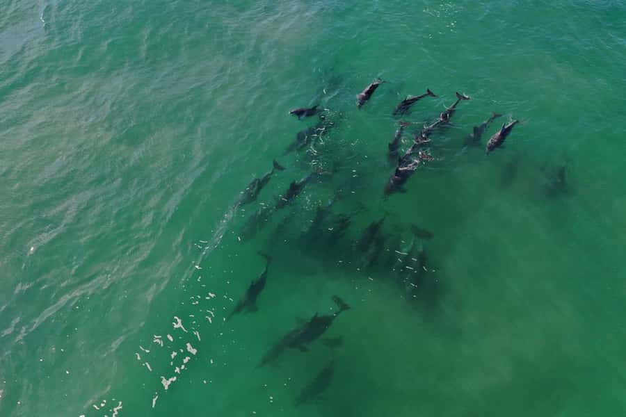 Knysna: Marine Life & Garden Route Coastline Tour - Wildlife viewing with an experienced crew