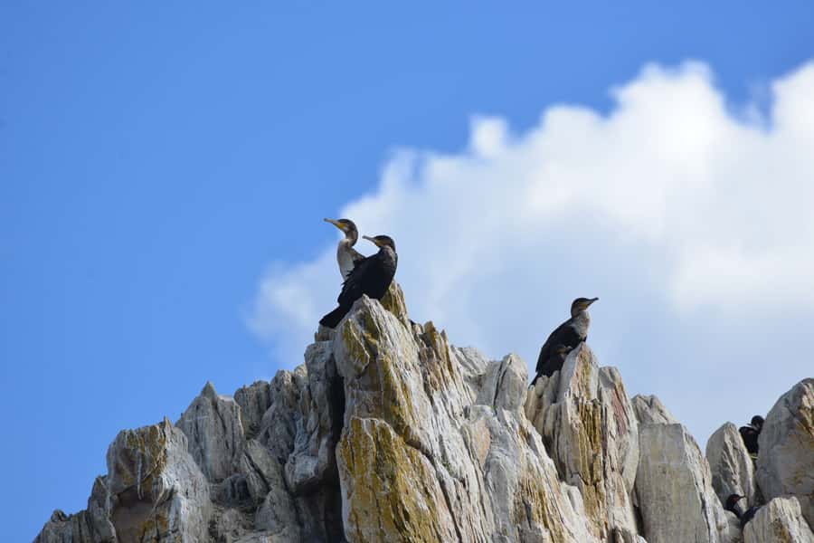 Knysna: Marine Life & Garden Route Coastline Tour - What the $5 price really offers