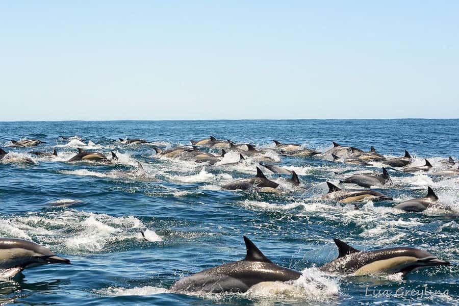 Knysna: Marine Life & Garden Route Coastline Tour - Timing, comfort, and what to pack