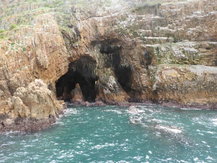 Knysna: Marine Life & Garden Route Coastline Tour - Who will enjoy this Knysna cruise most