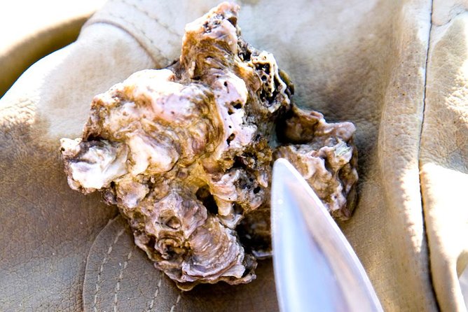 Knysna Oyster Tour - What the guide adds to the experience