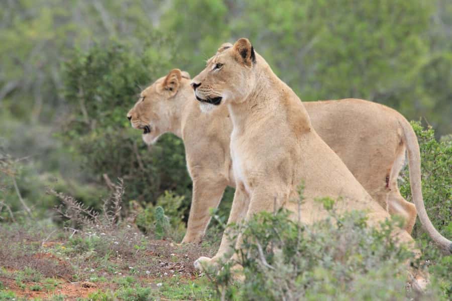 Kragga Kamma Game Park - Key points to know before you go