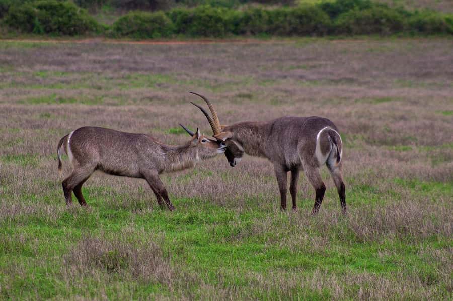 Kragga Kamma Game Park - Practical issues that can shape your day