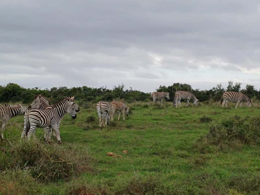 Kragga Kamma Game Park - A nearby wildlife outing, not a remote safari