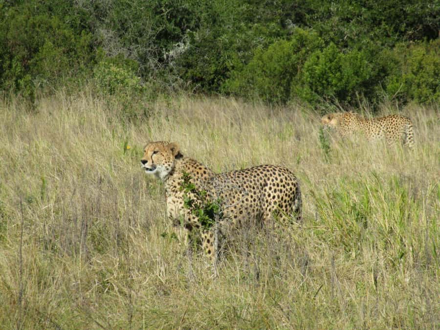 Kragga Kamma Game Park - The Big Five claim comes with fine print