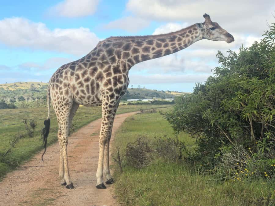 Kragga Kamma Game Park 4x4 & BBQ LUNCH - Changing vehicles for the two-hour game drive