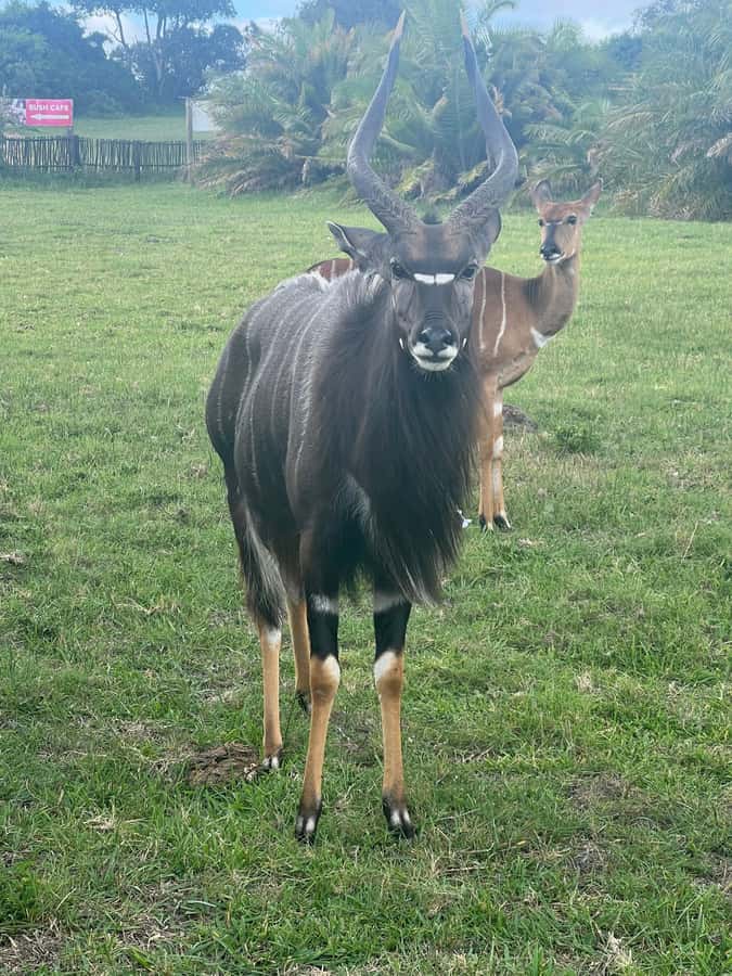 Kragga Kamma Game Park 4x4 & BBQ LUNCH - BBQ lunch after the safari