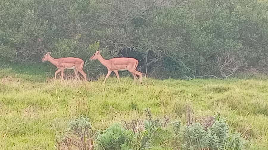 Kragga Kamma Game Park - The four-hour drive and what it feels like