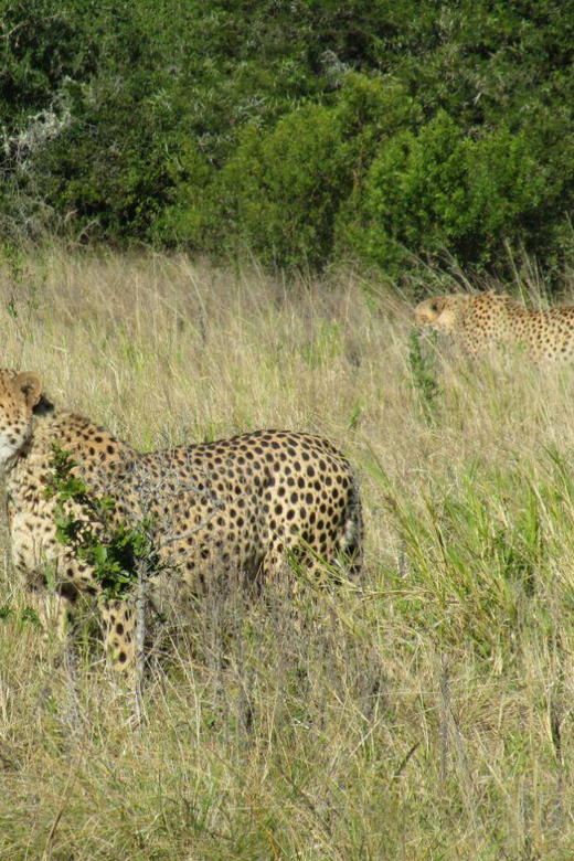 Kragga Kamma Game Park - Pickup from Port Elizabeth and the short transfer