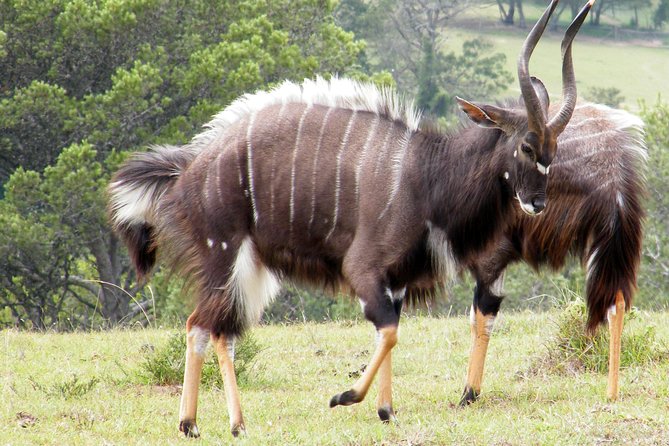 Kragga Kamma Game Park from Port Elizabeth - A short safari close to Port Elizabeth
