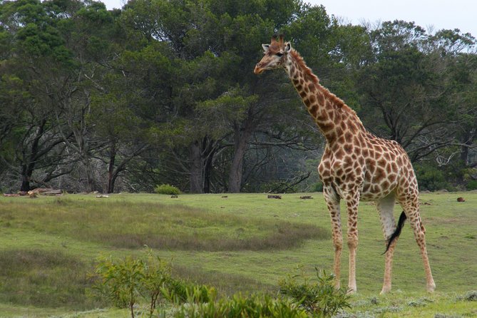Kragga Kamma Game Park from Port Elizabeth - Two hours among rhino, giraffe, and zebra