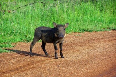 Kragga Kamma Game Park from Port Elizabeth