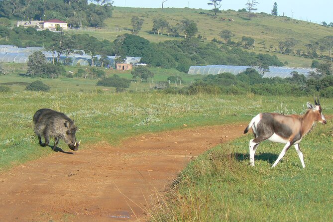Kragga Kamma Game Park from Port Elizabeth - Why the guide makes the difference