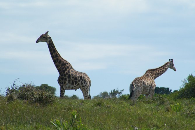 Kragga Kamma Game Park from Port Elizabeth - A good fit for cruise passengers and short stays