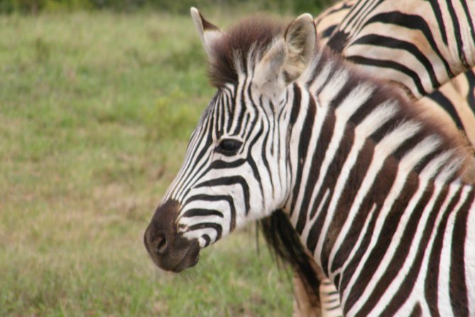 Kragga Kamma Game Park from Port Elizabeth - Price, group size, and what you actually receive