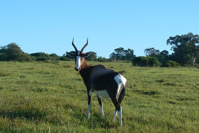 Kragga Kamma Game Park from Port Elizabeth - What I would plan before departure