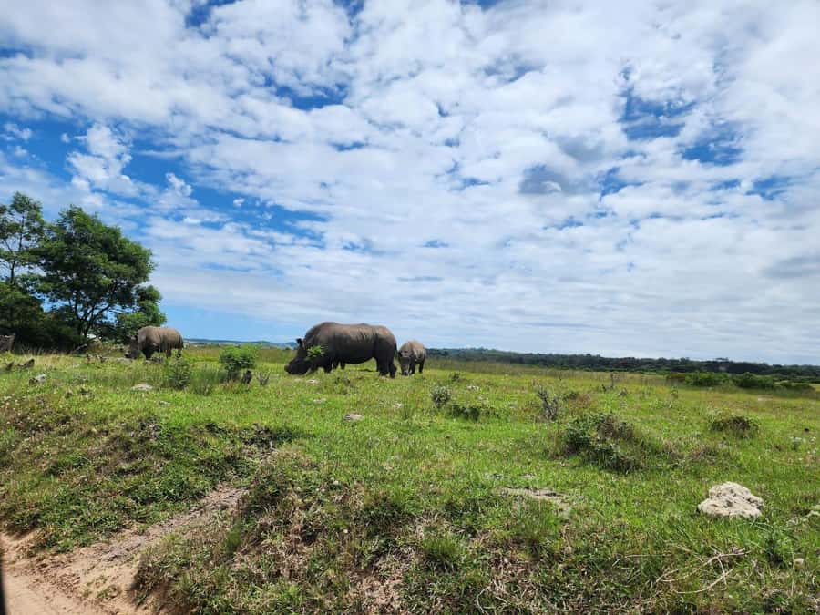 Kragga Kamma Game Park Half Day Safari - Key things to know before you book