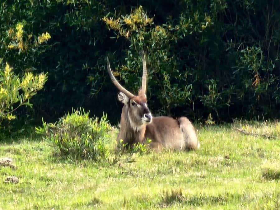 Kragga Kamma Game Park Half Day Safari - What the experience does especially well
