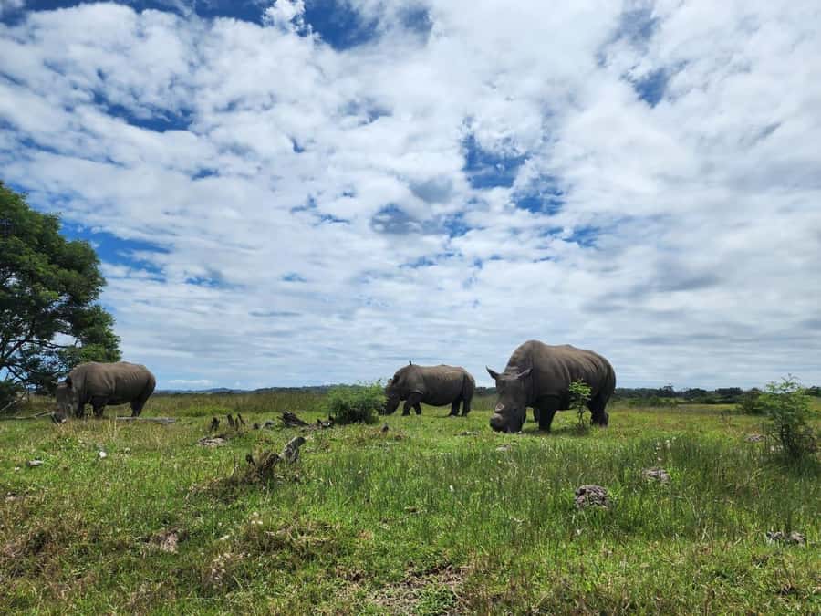 Kragga Kamma Game Park Half Day Safari - A half-day safari built around close sightings