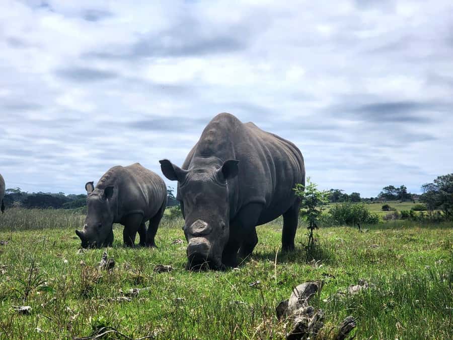 Kragga Kamma Game Park Half Day Safari - The vehicle is designed for viewing and photos