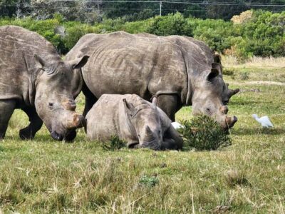 Kragga Kamma Game Park Half Day Safari