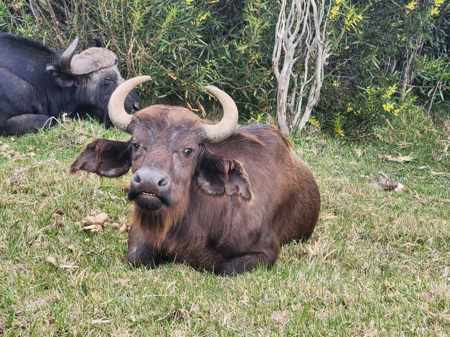 Kragga Kamma Game Park Half Day Safari - White Rhino, Buffalo, and the value of close range