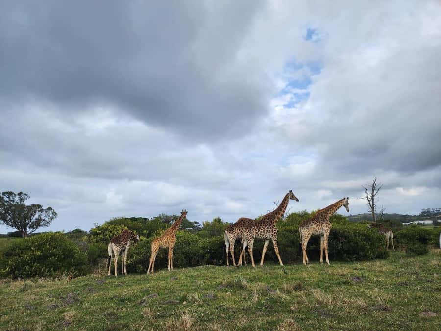 Kragga Kamma Game Park Half Day Safari - Who will get the most from this safari?