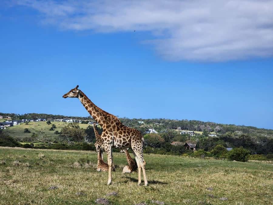 Kragga Kamma Game Park Half Day Safari - Pickup areas and timing details