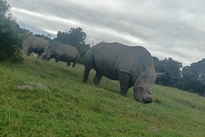 Kragga Kamma Game Park Safari Guided Tour in Port Elizabeth - Key points to know before booking